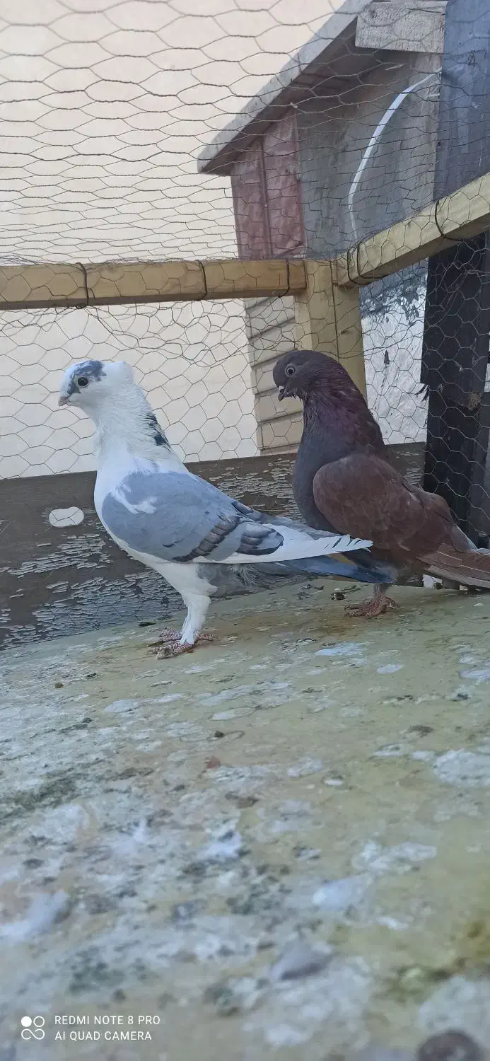 نقش و پرشی|پرنده|سمنان, |دیوار