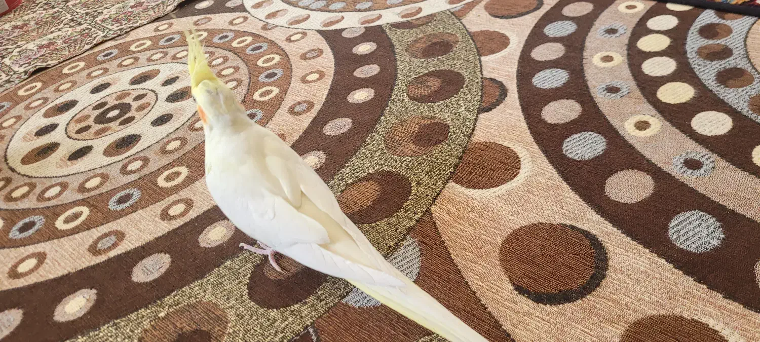 عروس هلندی ماده|پرنده|تیران, |دیوار