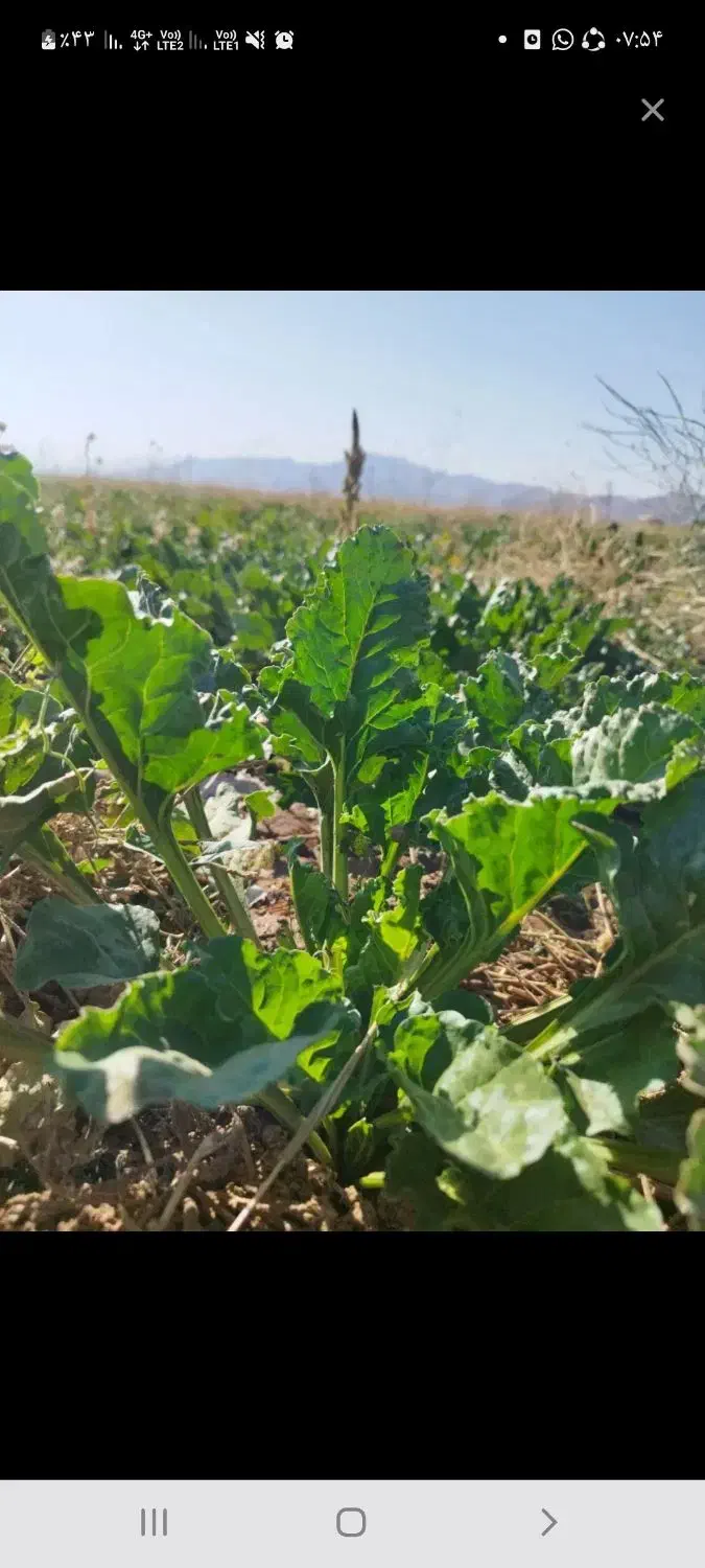 چغندر دامی خوراک دام|عمدهفروشی|مرودشت, رودبال|دیوار
