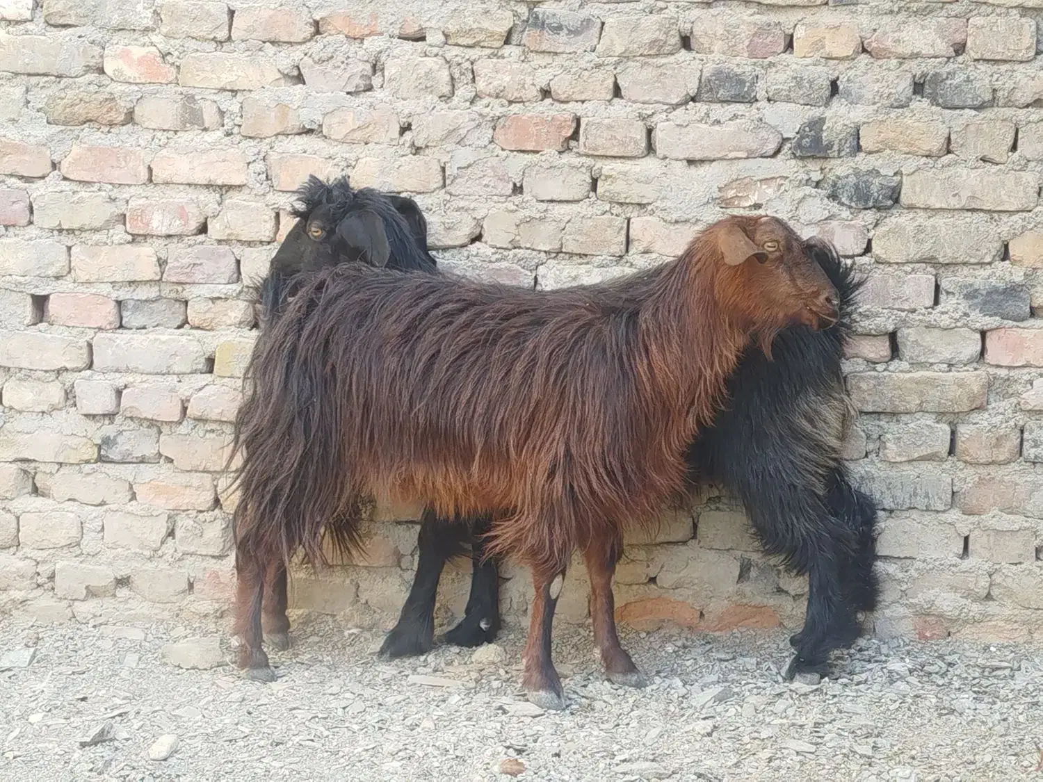 دو تا بز جوان و سالم|حیوانات مزرعه|زاهدان, |دیوار