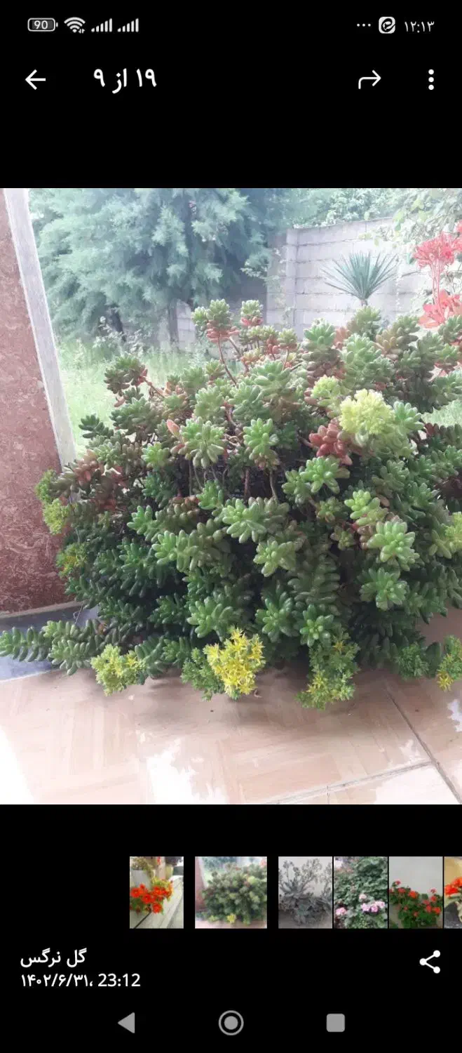 گلهای زیبا|گل و گیاه طبیعی|ماسال, |دیوار