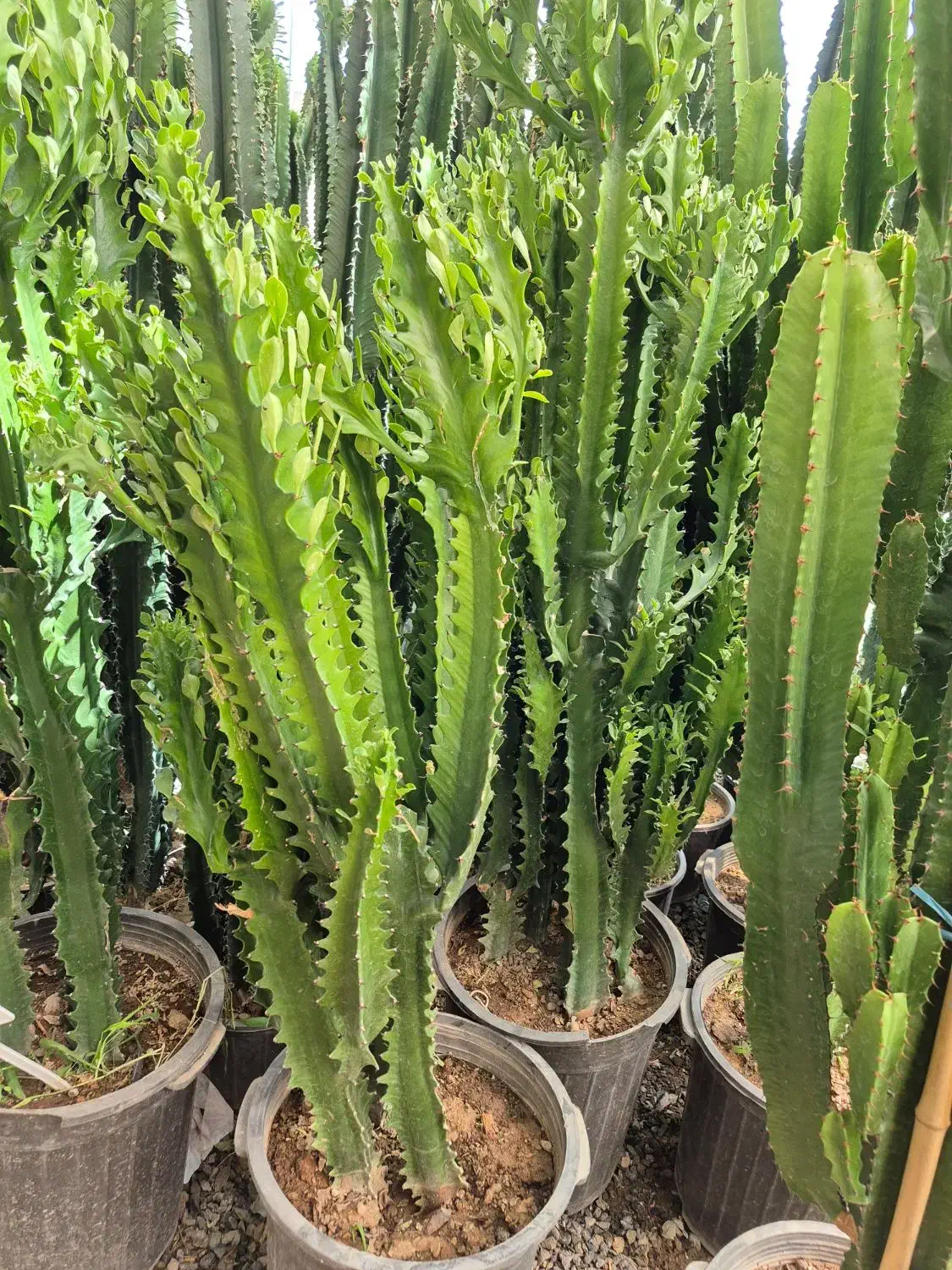 کاکتوس افوربیا * گل وگیاه گلخانه من *بیرجند|گل و گیاه طبیعی|بیرجند, |دیوار