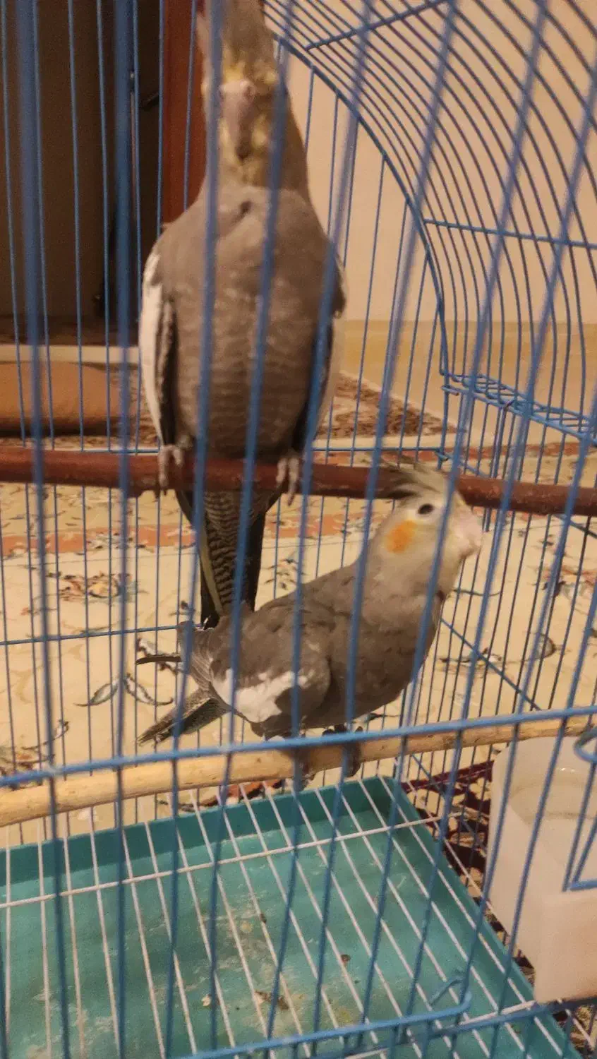 عروس هلندی گمشده|حیوانات|بروجرد, |دیوار