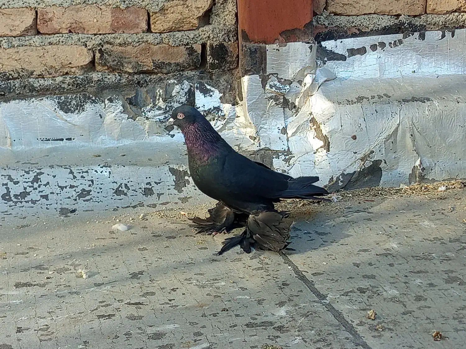 یک عدد قره اغ گوز نر|پرنده|اهر, |دیوار