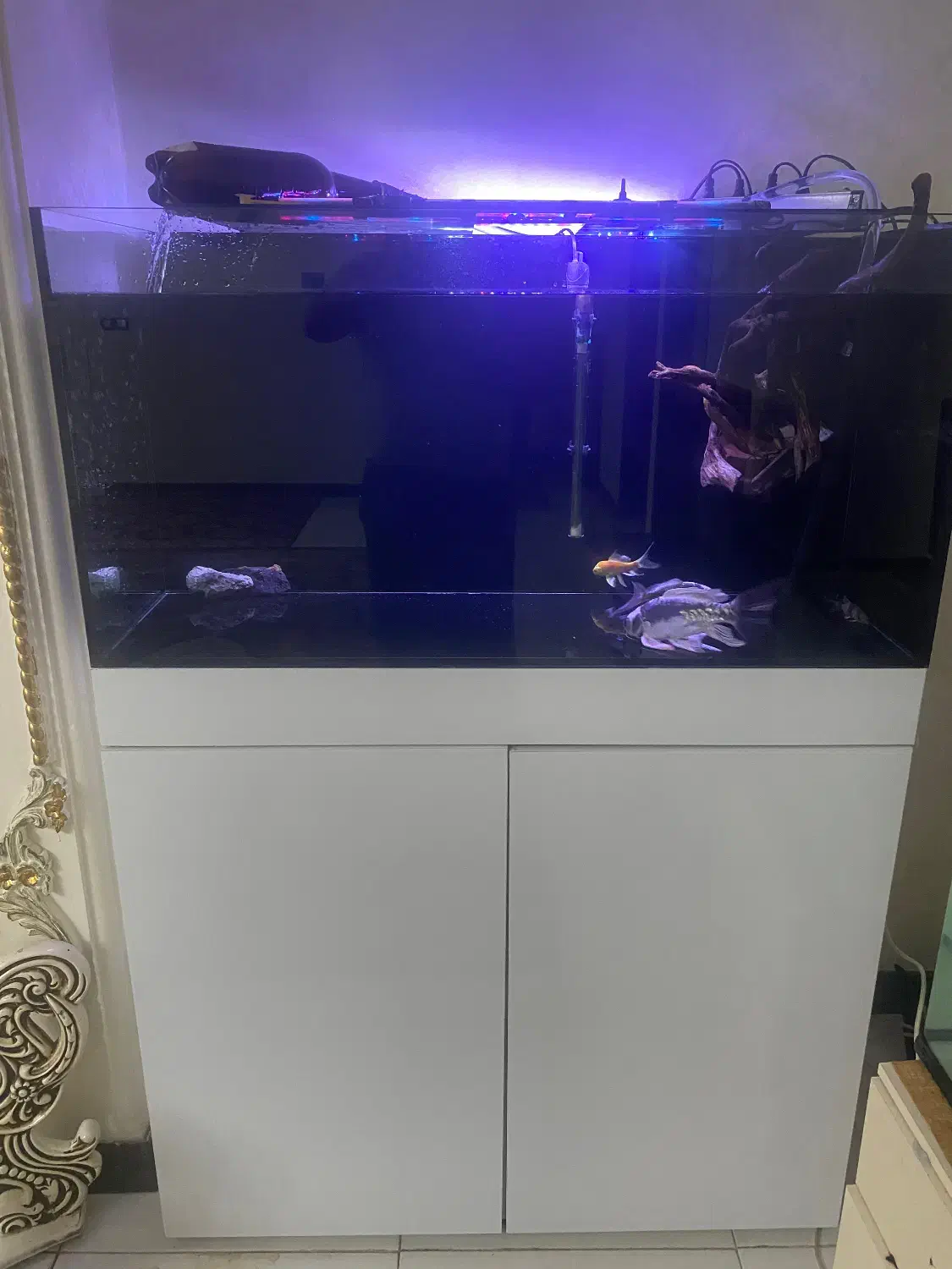 اکواریوم ریملس|ماهی|نسیم‌شهر, |دیوار