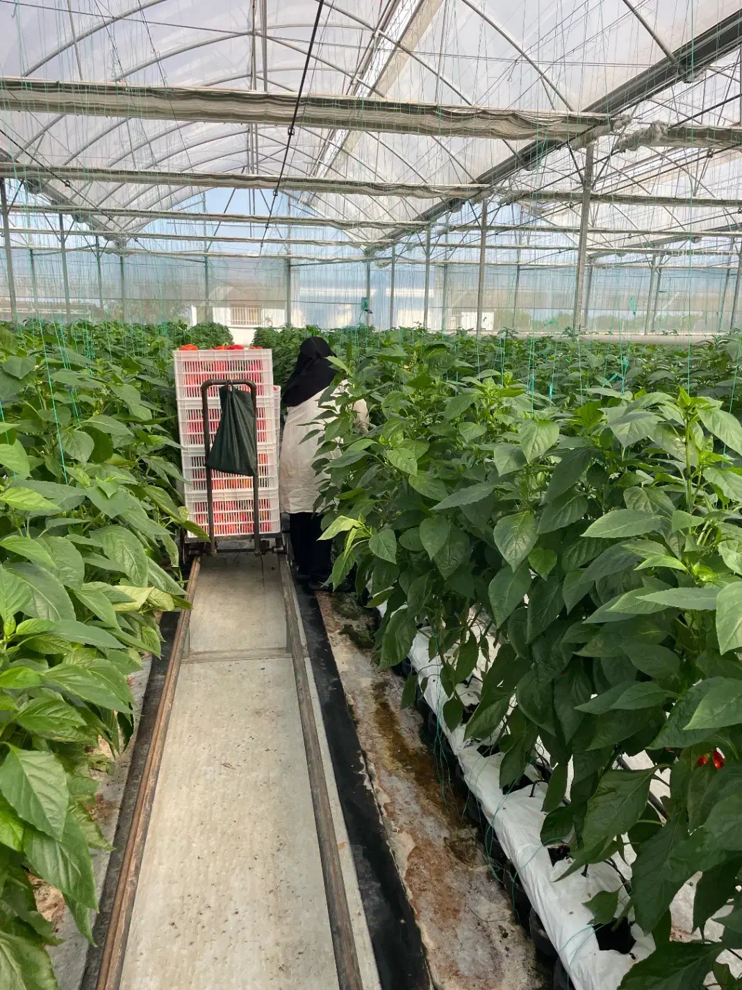 کار در گلخانه|خدمات باغبانی و درختکاری|ساری, |دیوار