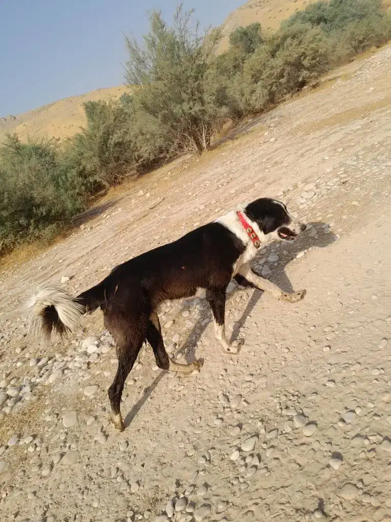 سگ ده ماهه|سگ|نورآباد ممسنی, |دیوار