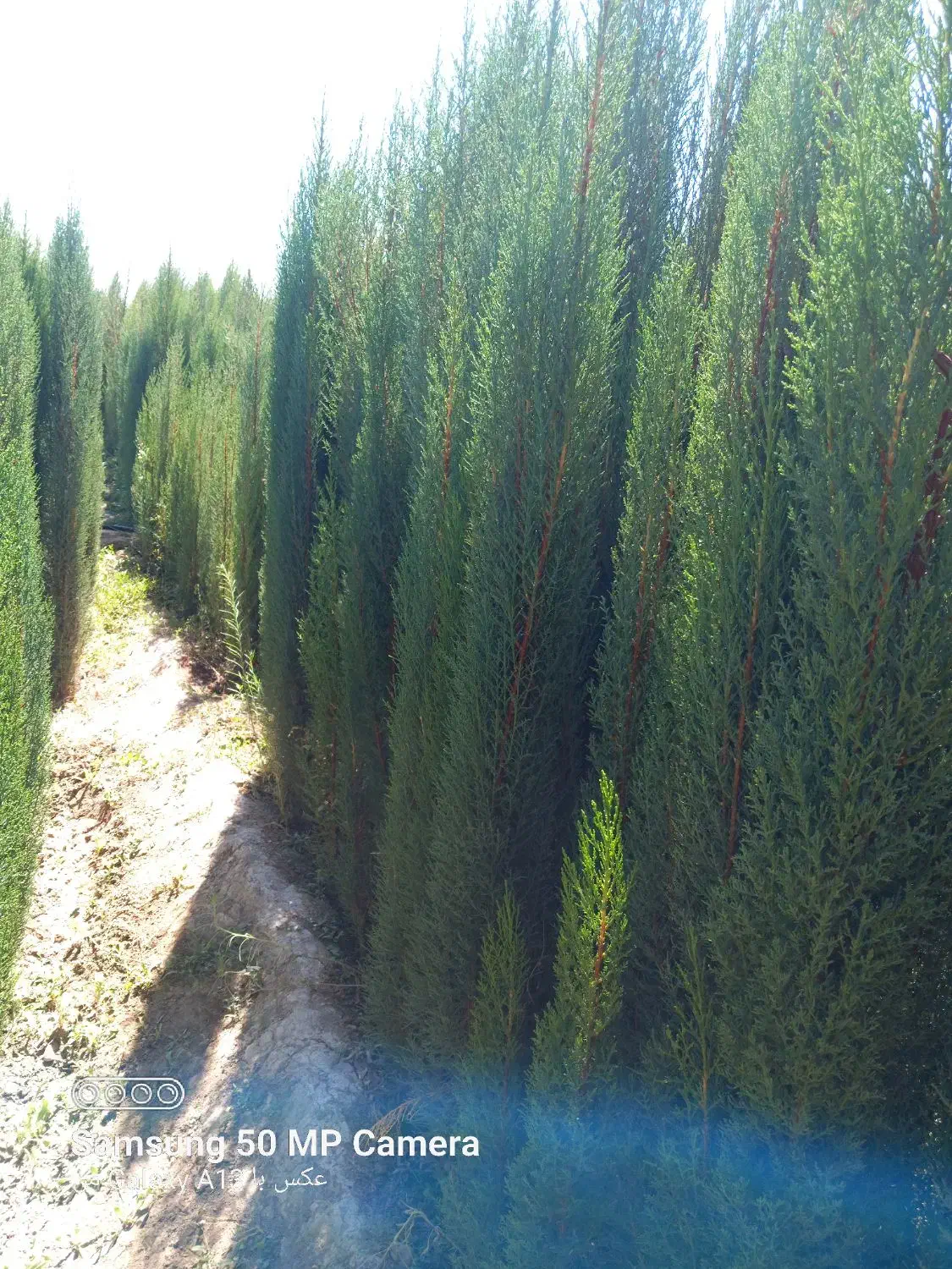 نهال سروناز شیراز|خدمات باغبانی و درختکاری|تهران, آرژانتین|دیوار