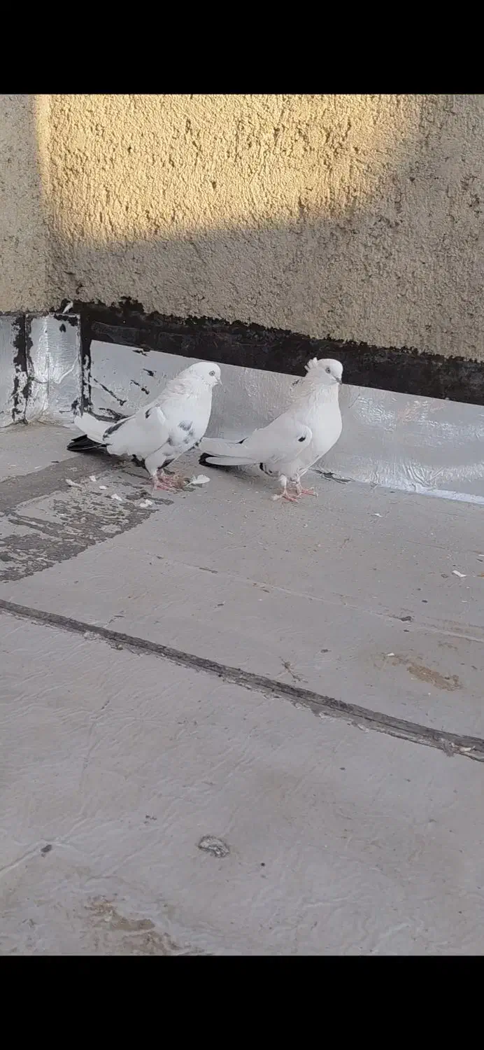 جفت دم سیاه نر کاکلی|پرنده|میانه, |دیوار