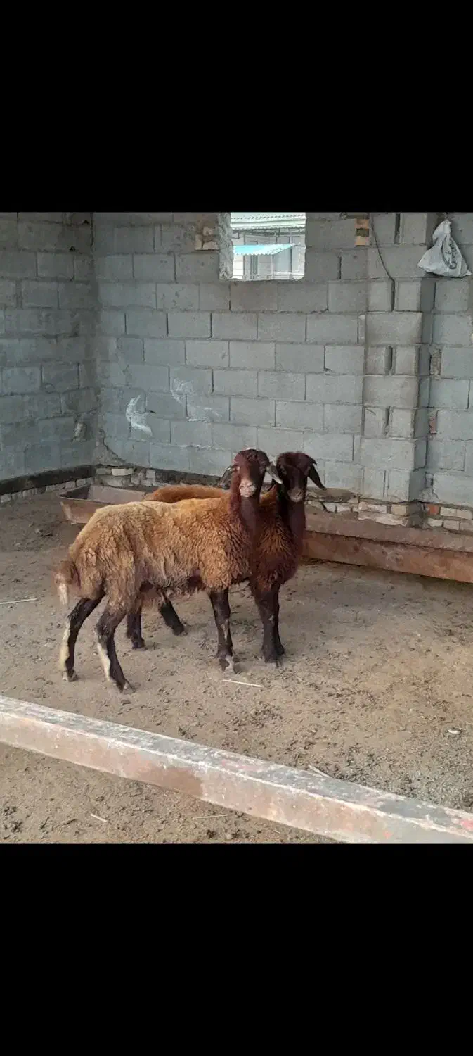 دوتا ماده جنس|حیوانات مزرعه|گمیشان, |دیوار