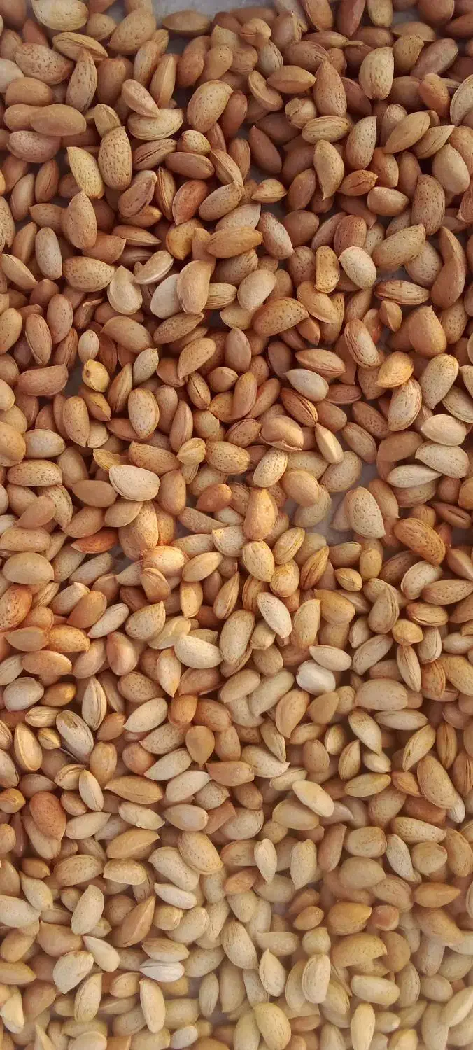 بادام|خوردنی و آشامیدنی|بمپور, |دیوار