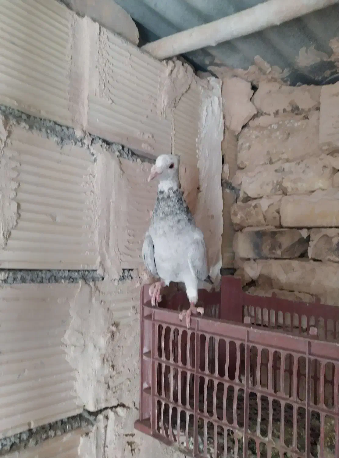 هفرنگ کاکلی|پرنده|نوده انقلاب, |دیوار