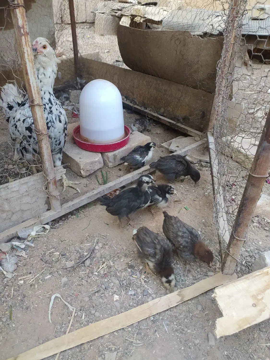 جوجه گلین 1ماهه دونه70|حیوانات مزرعه|مبارکه, |دیوار