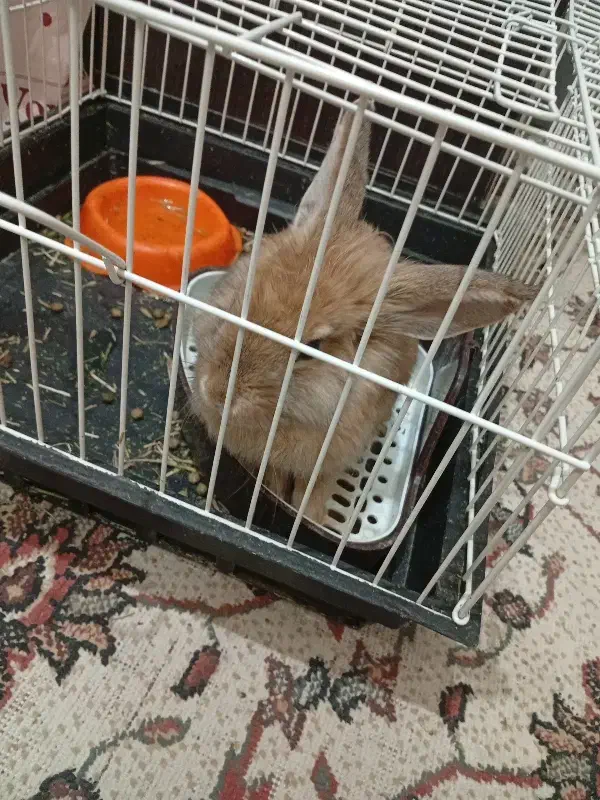 خرگوش با وسایل|موش و خرگوش|اراک, |دیوار