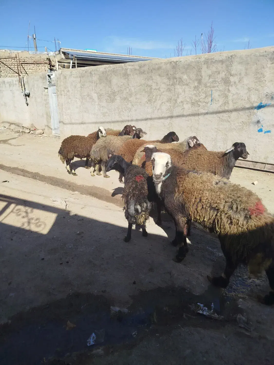 ۱۰ تا بر قوچ|لوازم جانبی حیوانات|گیان, |دیوار