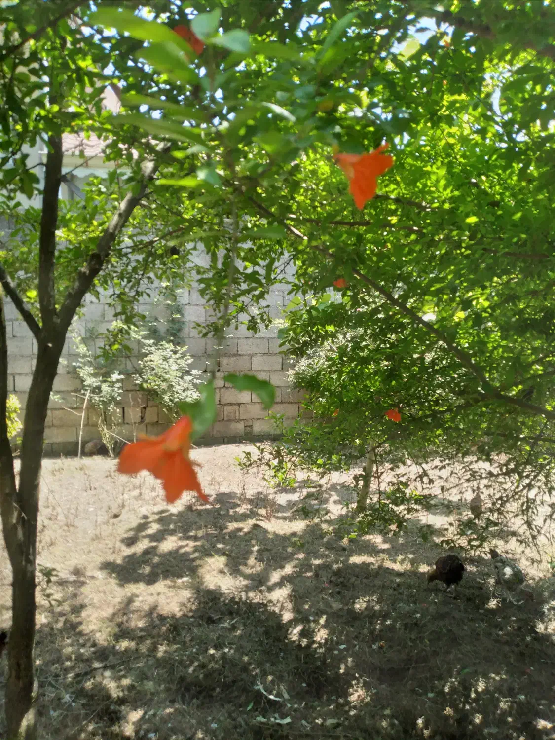 ۴۰۰ متر زمین مسکونی در زشت پشت تالاب عینک|فروش زمین و ملک کلنگی|رشت, ولکس|دیوار