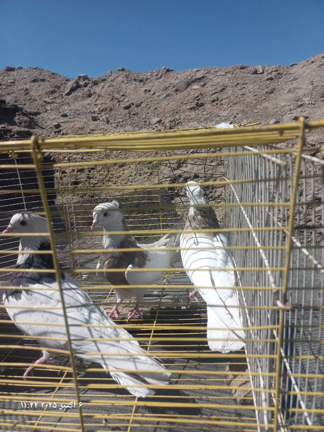 کبوتر طوقی|پرنده|اردکان, |دیوار