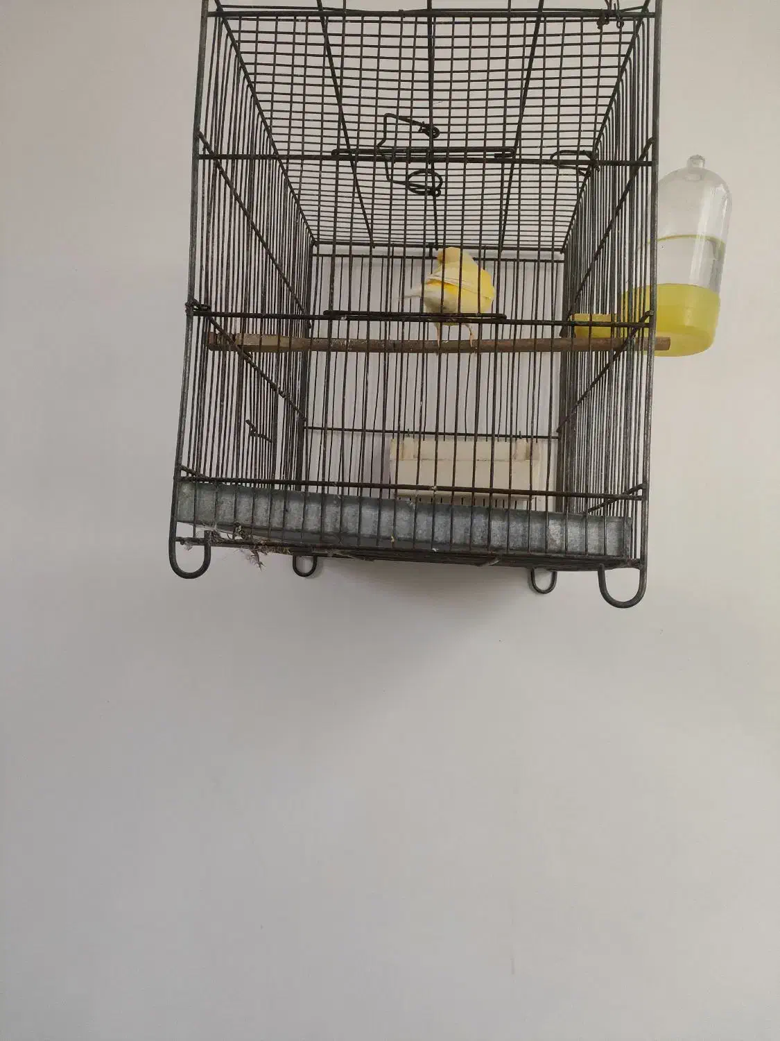 قناری نر|پرنده|قرچک, زیبا شهر|دیوار