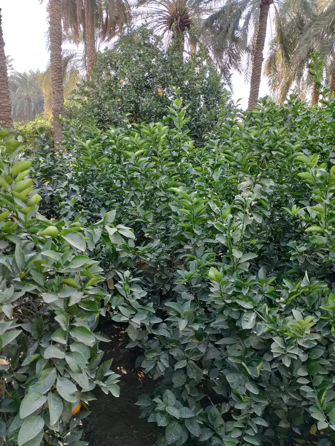 فروش نهال پرتقال محلی|خدمات باغبانی و درختکاری|عنبرآباد, |دیوار