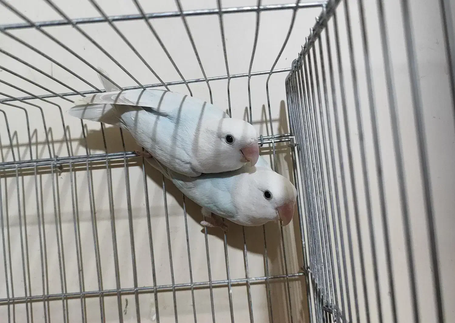 کوتوله تراکویسه|پرنده|بندرعباس, |دیوار