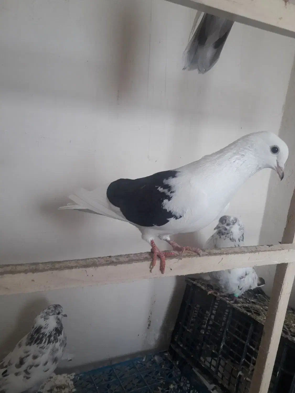 دو ماده گرفتنی پرشی|پرنده|مشگین شهر, |دیوار