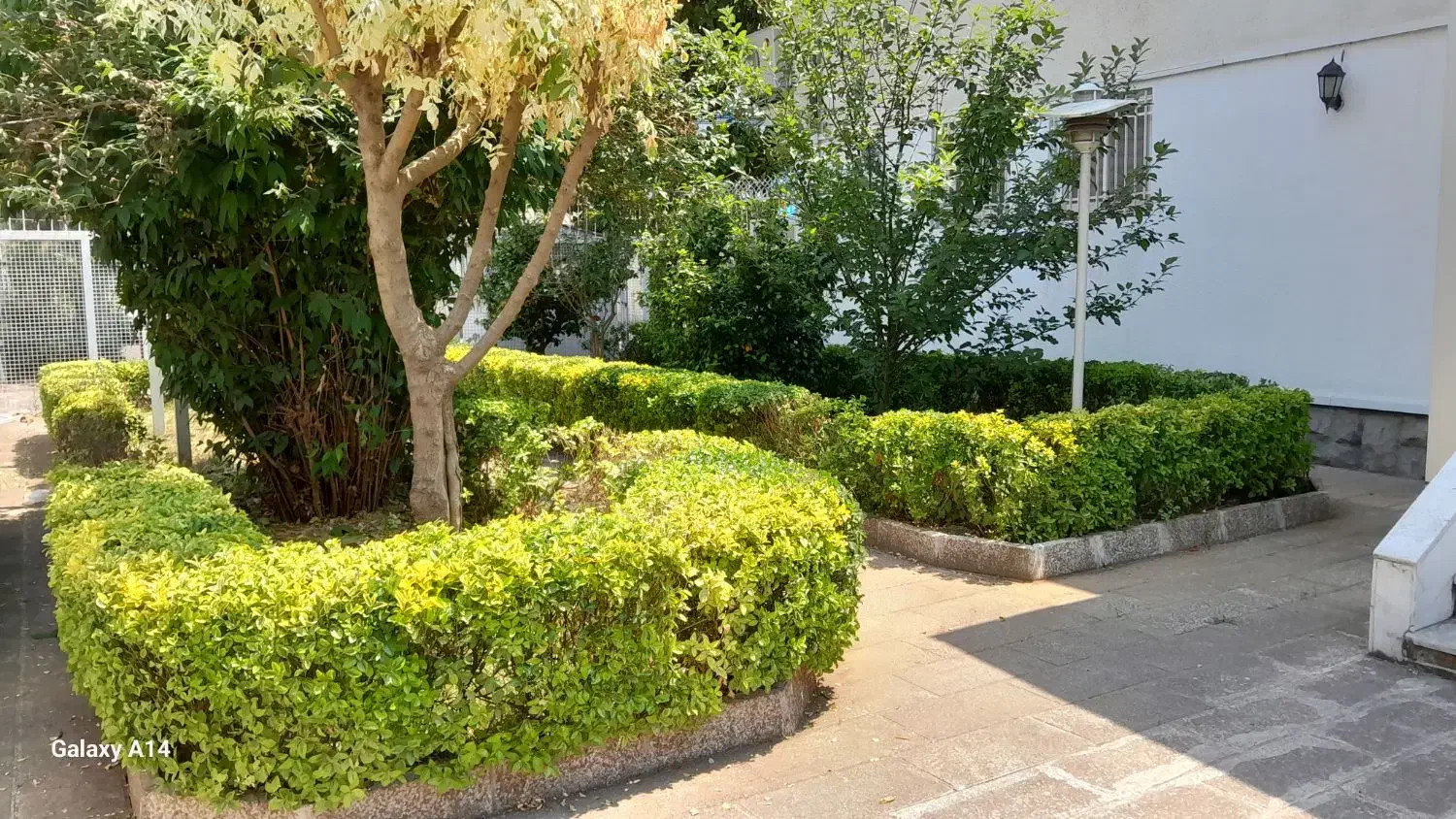 تمامی امورات باغبانی|خدمات باغبانی و درختکاری|رشت, پورسینا|دیوار