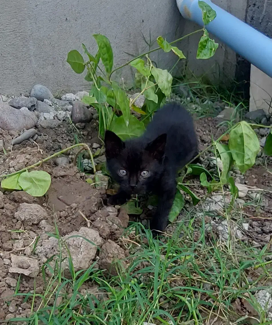 بچه گربه رایگان|گربه|رشت, حومه رشت|دیوار