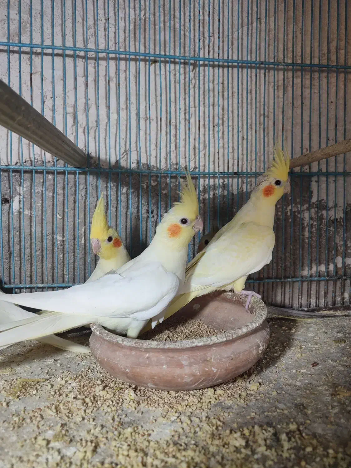 عروس هلندی لوتینو زعفرانی|پرنده|قم, هنرستان|دیوار