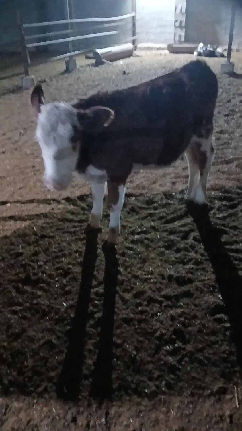 فروش فوری گوساله ماده زیربر|حیوانات مزرعه|شیراز, بید زرد|دیوار