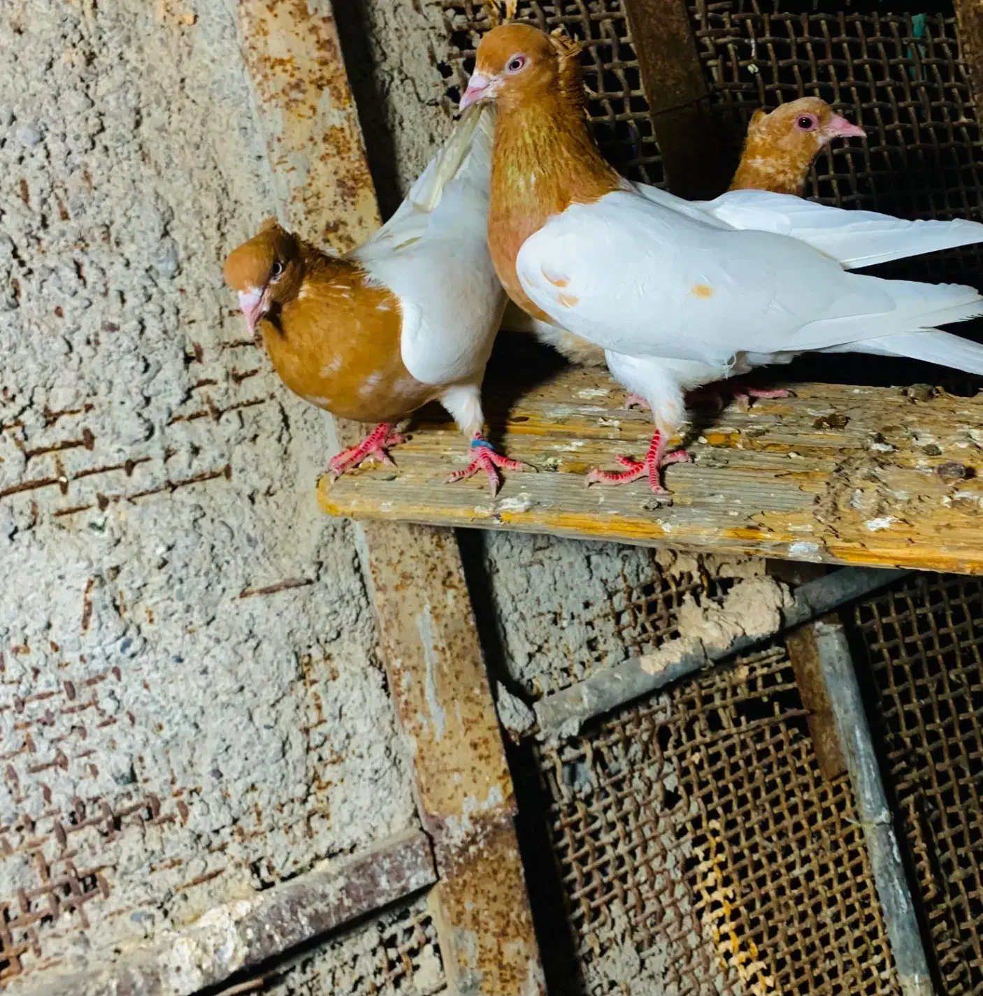 کفتر کبوتر|پرنده|بندرعباس, |دیوار