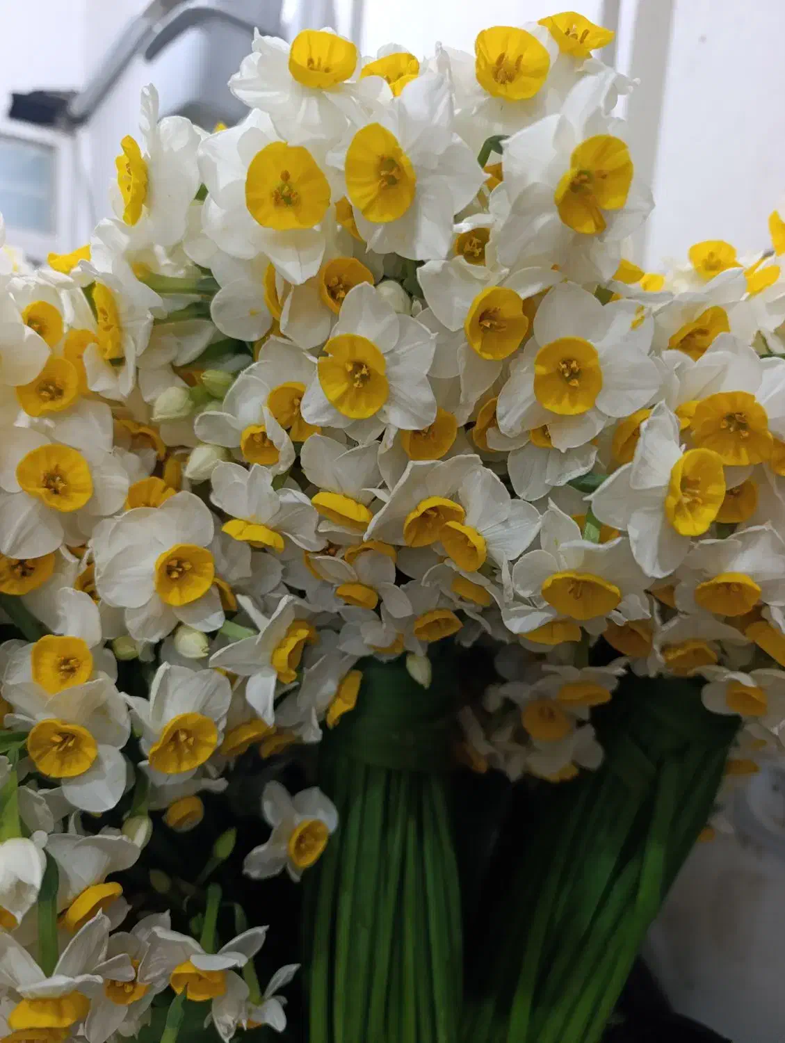 گل نرگس|گل و گیاه طبیعی|شیراز, شهرک مهرگان|دیوار