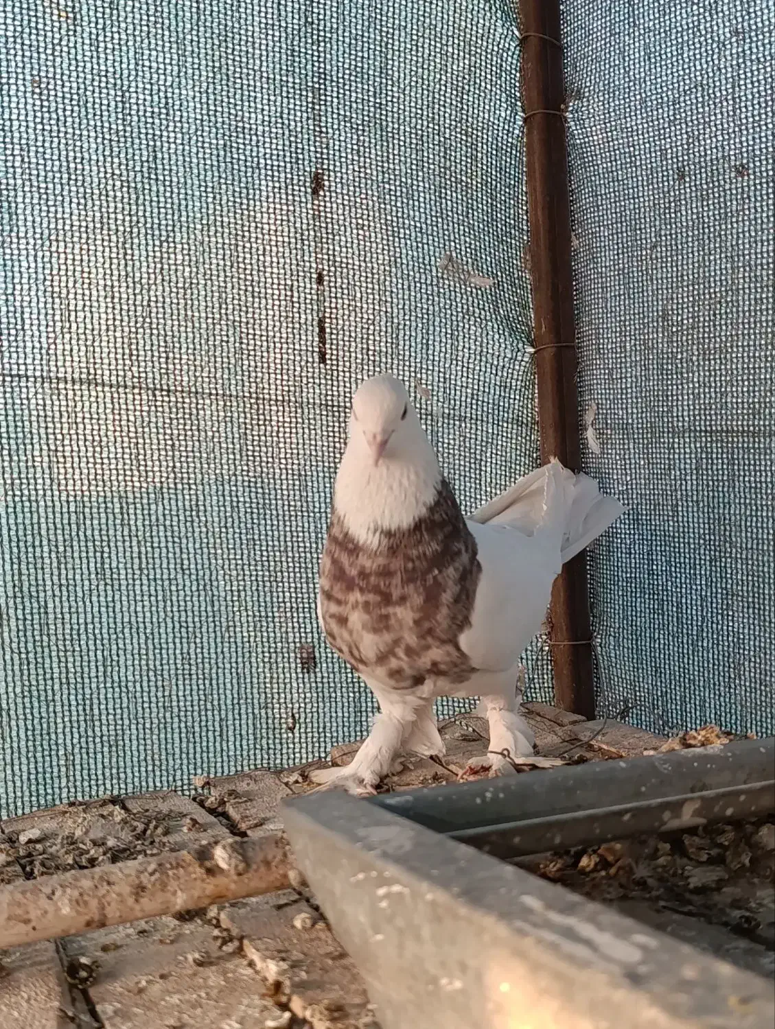 طوقی هفت رنگ|پرنده|اصفهان, حصه شمالی|دیوار