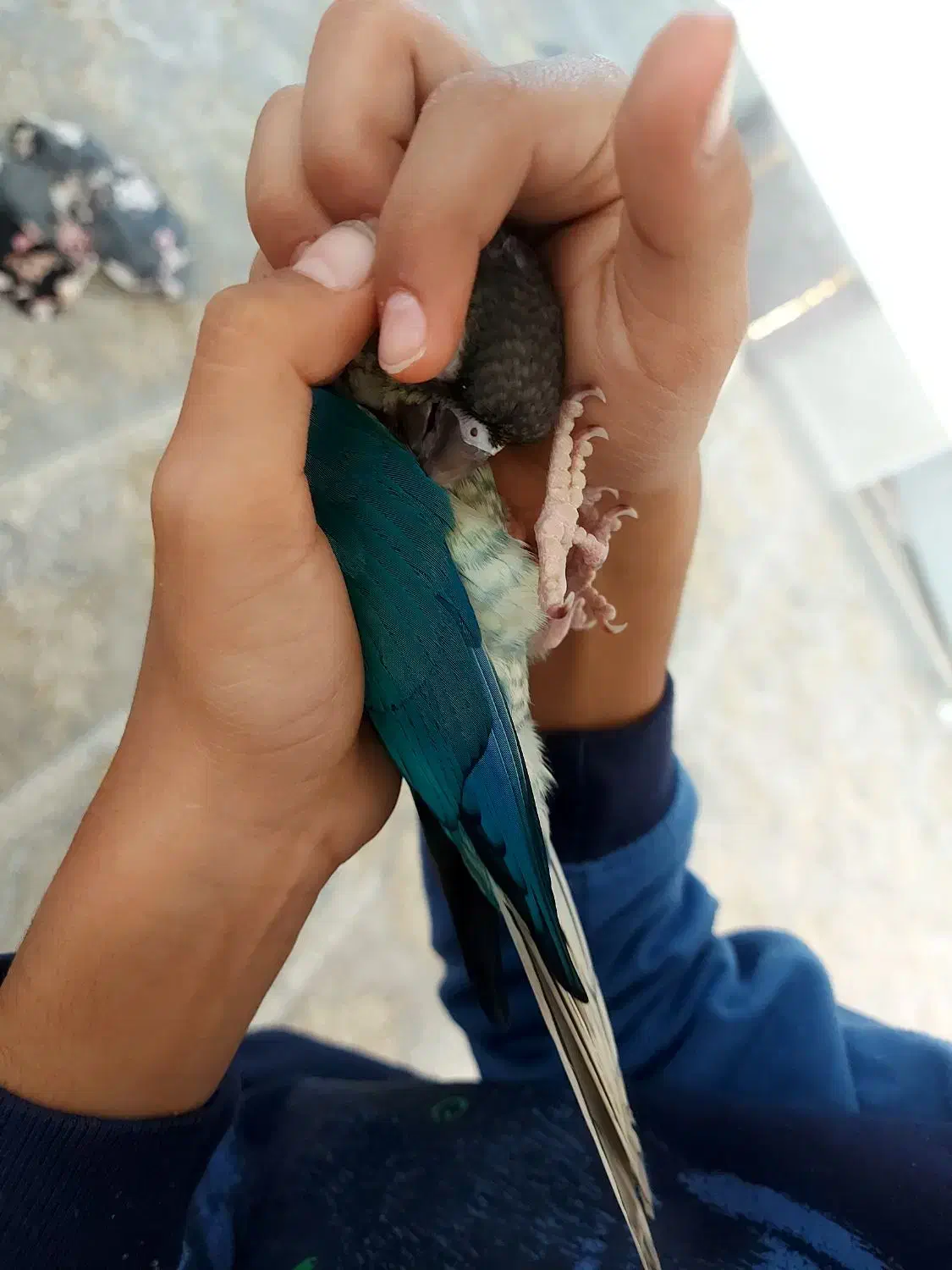 گمشده|حیوانات|مشهد, ایثار|دیوار