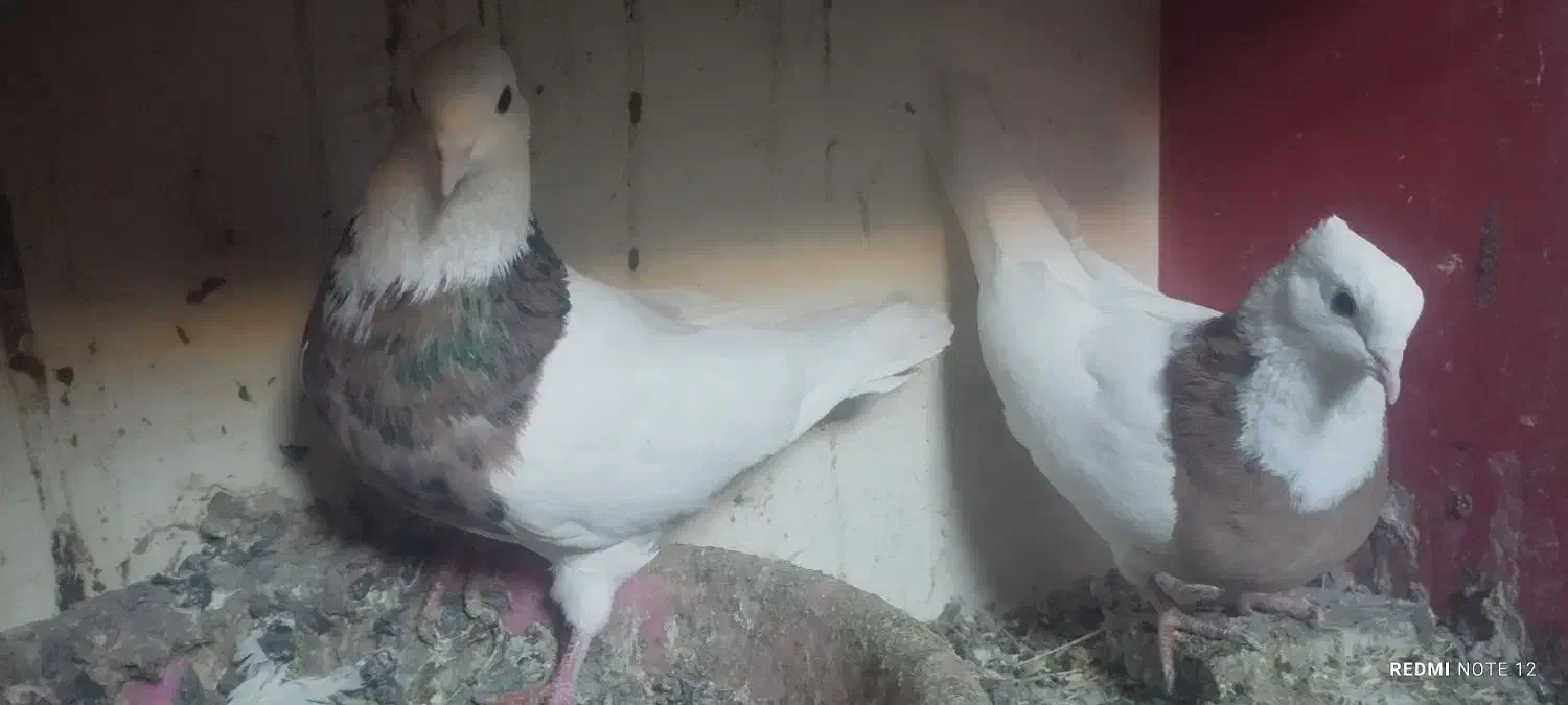 کبوتر نقش|پرنده|هریس, |دیوار