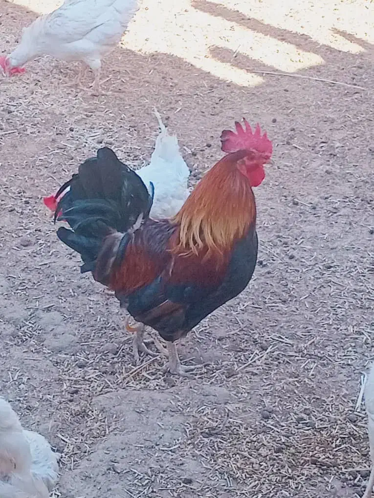 خروس|حیوانات مزرعه|رامشیر, |دیوار