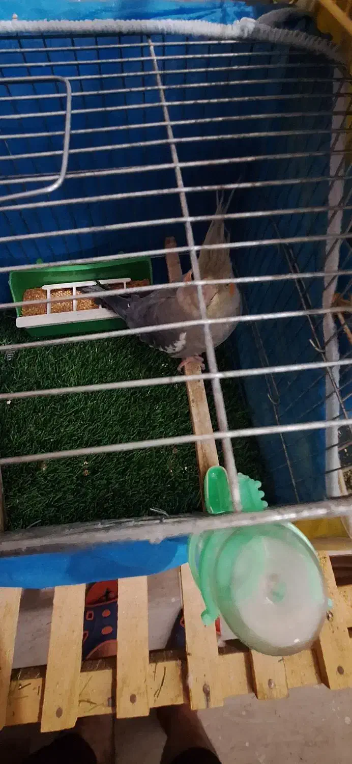 عروس هلندی .فنچ .مرغ عشق|پرنده|بجنورد, |دیوار