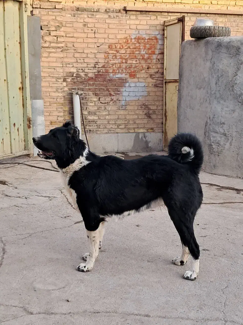 لاسه قدریجونی|سگ|حبیب آباد, |دیوار