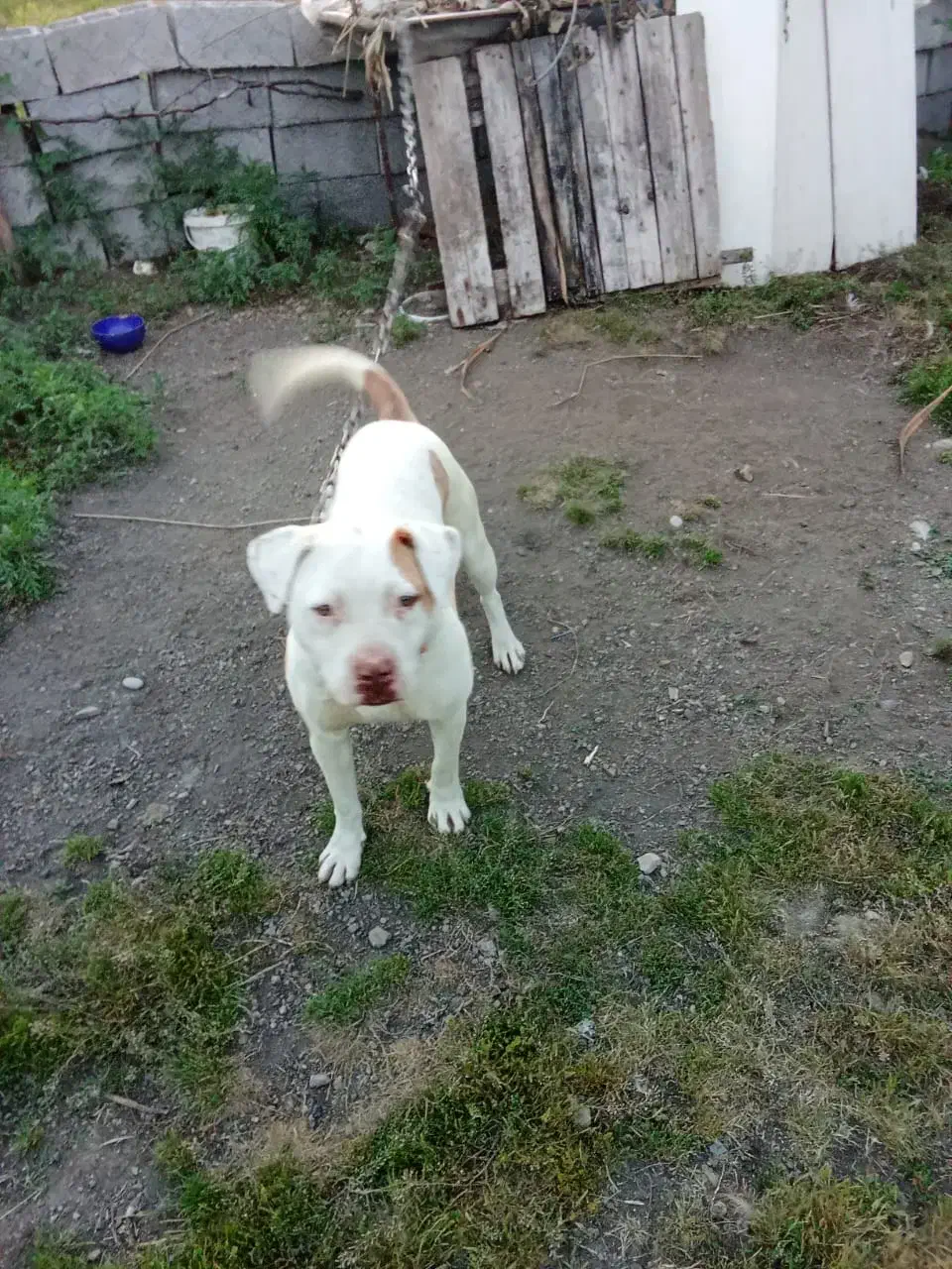 واگذاری سگ پیتبول واکسن زده|سگ|بندر انزلی, بشمن|دیوار