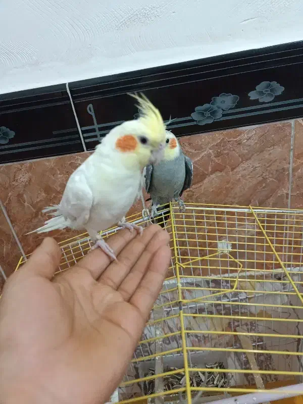 دوعددعروس هلندی|پرنده|مهاباد (آذربایجان غربی), |دیوار