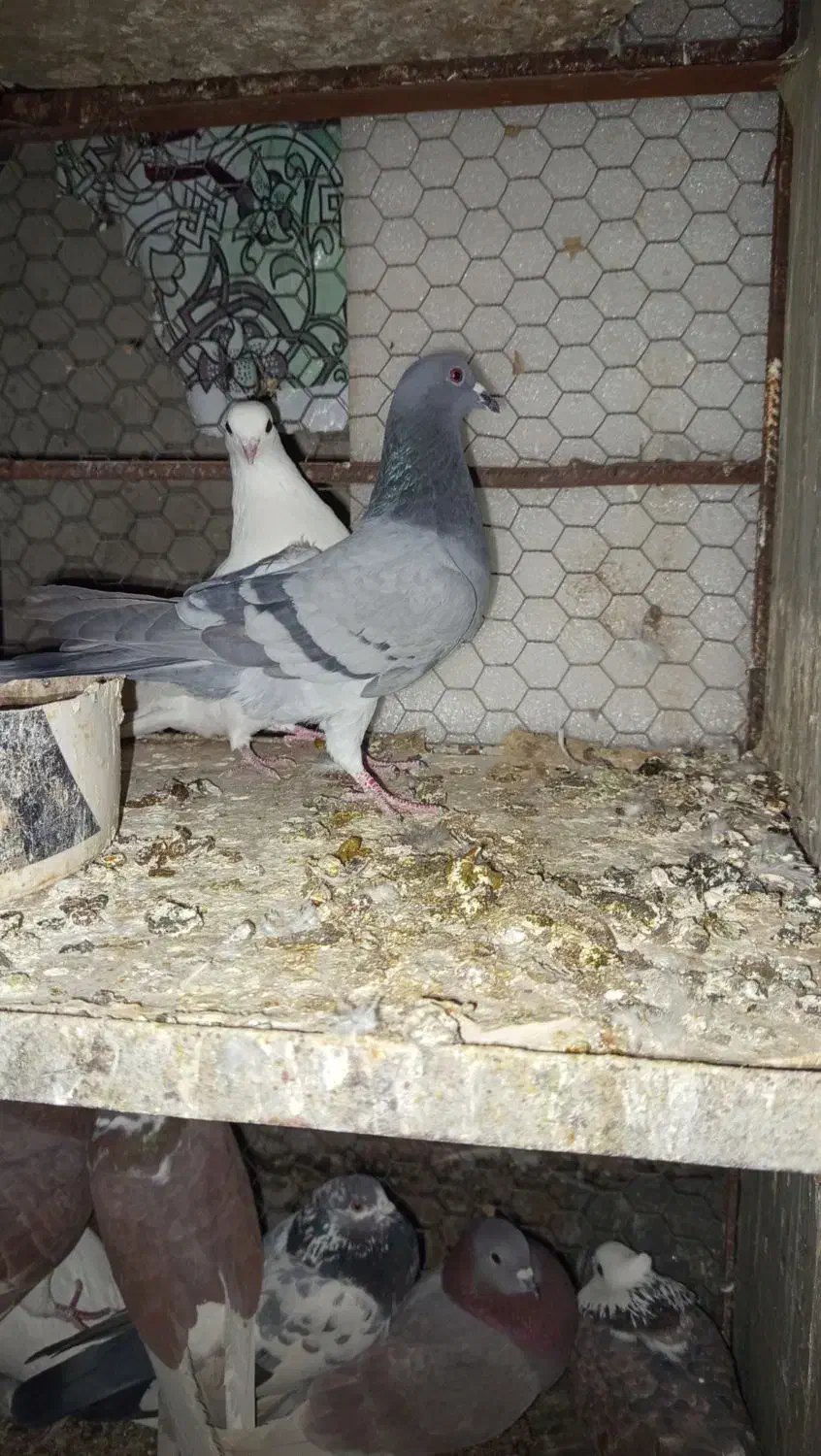 ۴ تا کبوتر|پرنده|قم, زنبیل آباد|دیوار