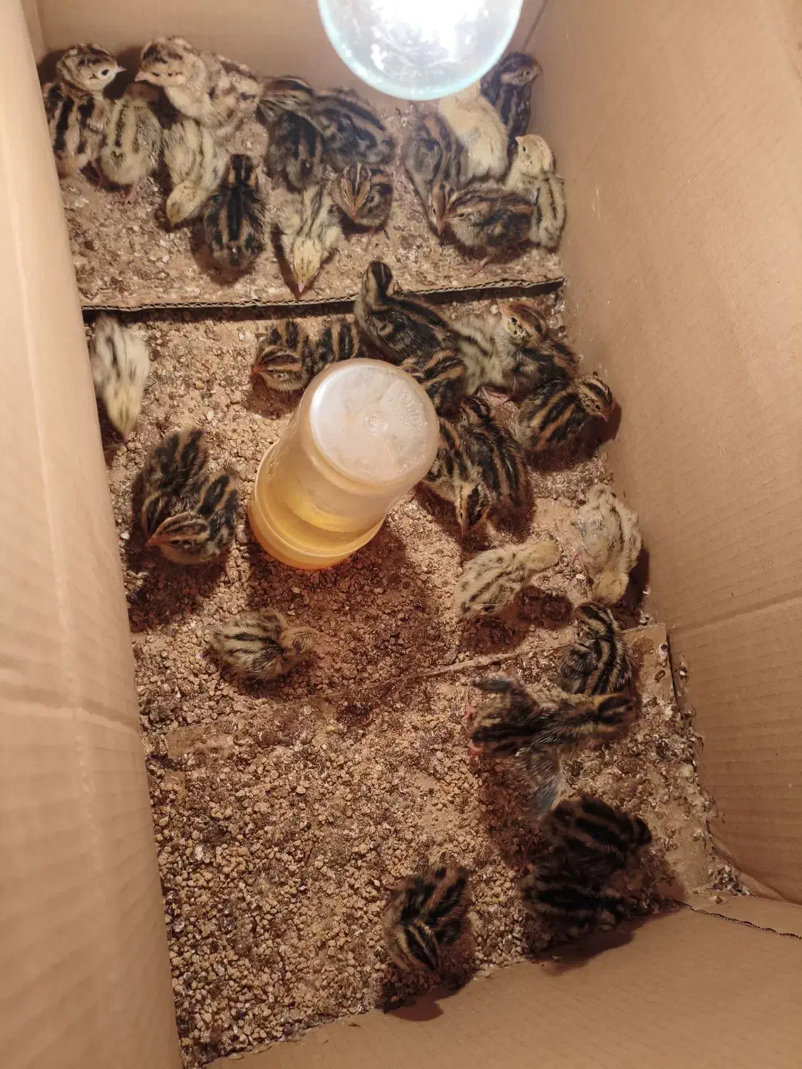 بلدرچین|حیوانات مزرعه|آستارا, |دیوار