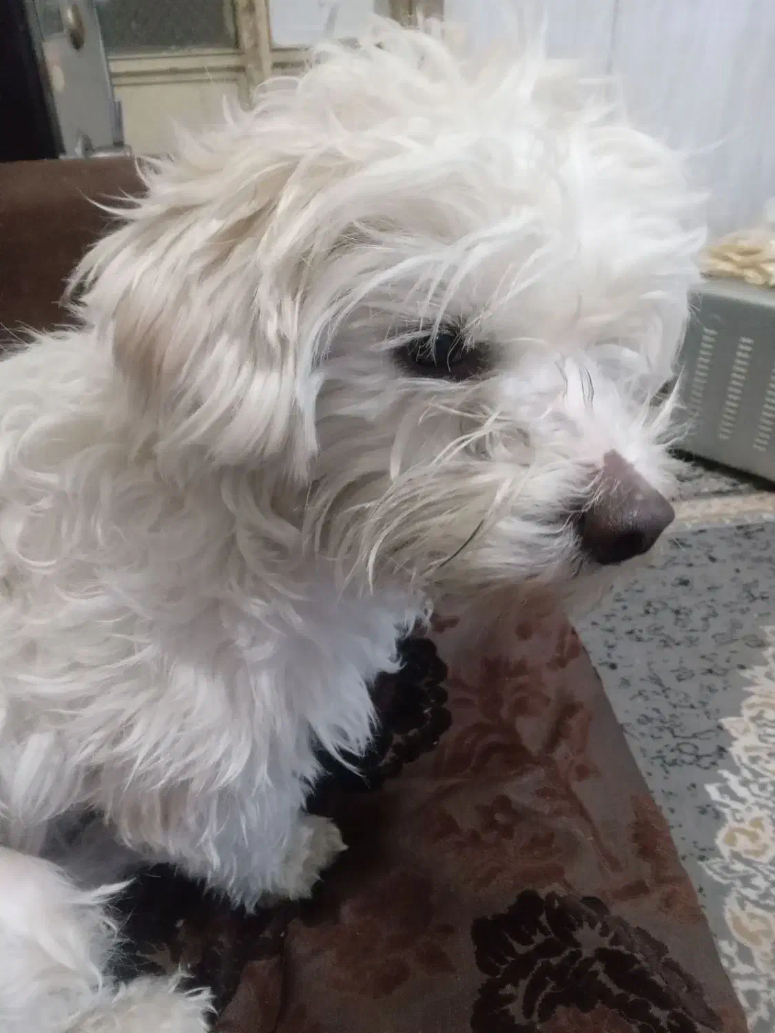 سگ شیتزو|سگ|زاهدان, |دیوار