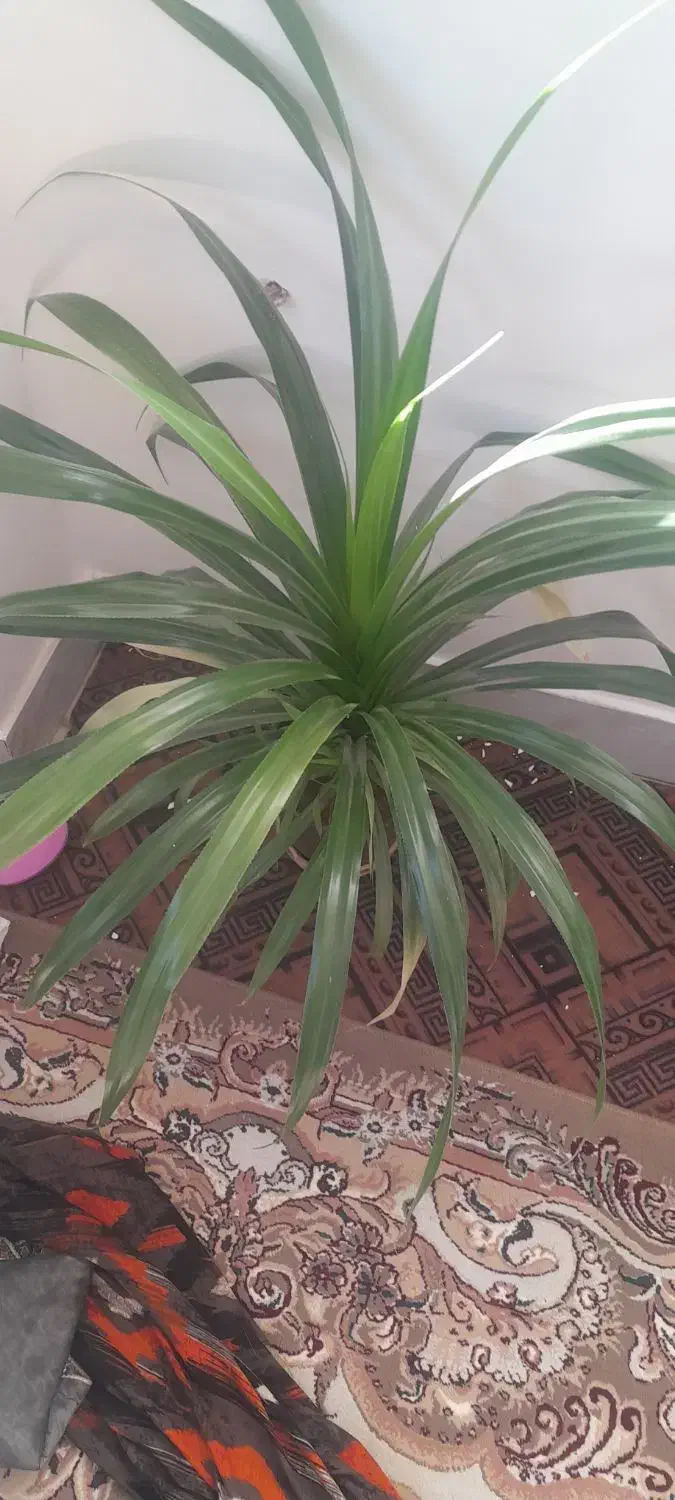 گل فروشی|گل و گیاه طبیعی|لردگان, |دیوار