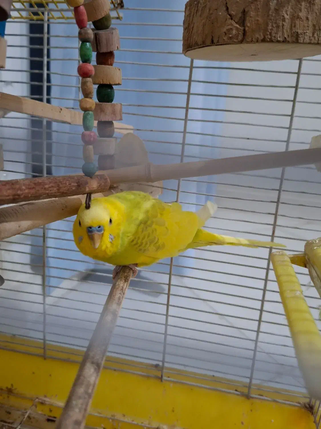 مرغ عشق نر بالغ|پرنده|محمدشهر, شهرک پیام (مهرالبرز)|دیوار