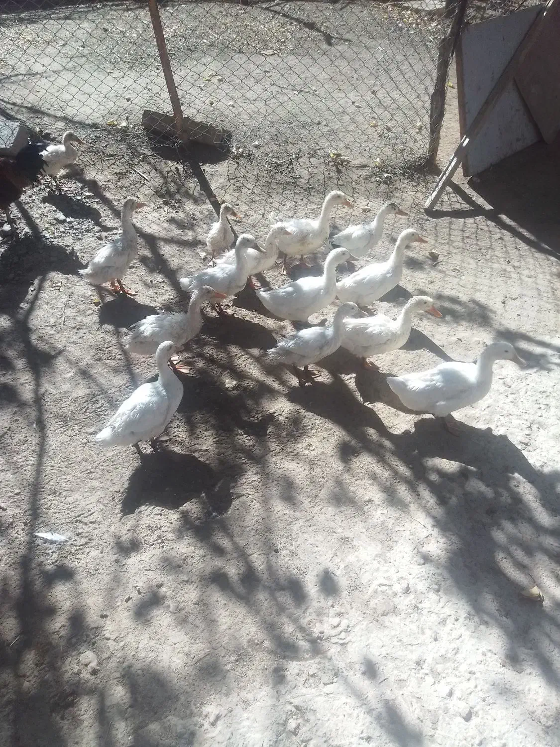 اردک سفید|حیوانات مزرعه|بوئین و میاندشت, |دیوار