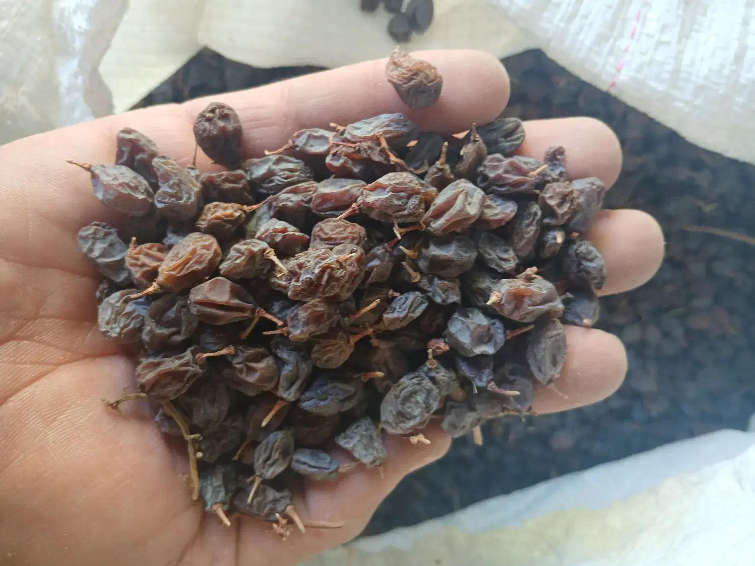 مویز درجه ۱|عمدهفروشی|شیراز, گلستان|دیوار