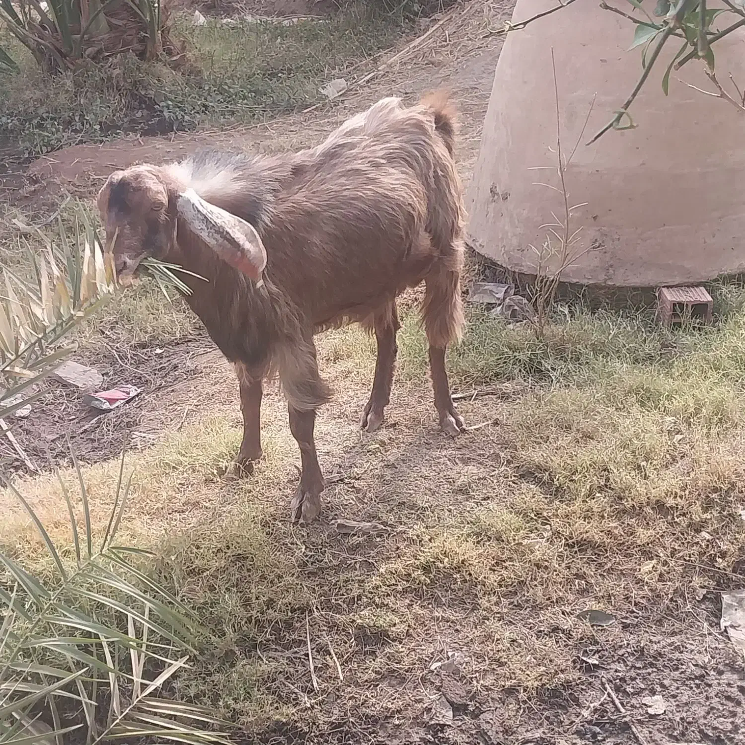 چند راس نری بزرگ فروشی|حیوانات مزرعه|گنبکی, |دیوار