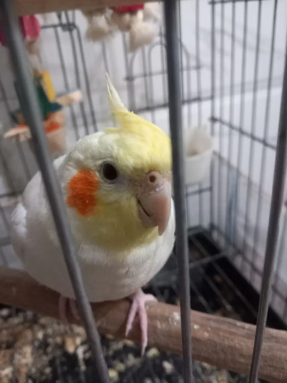 عروس هلندی لوتینو|پرنده|شیراز, شاهچراغ|دیوار