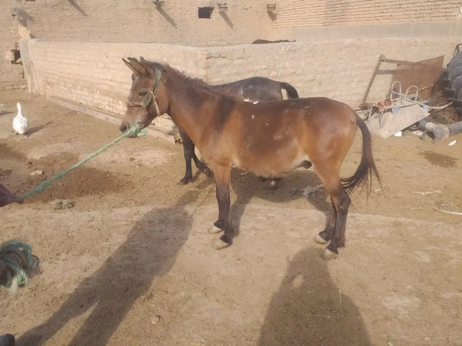 قاطر نر جوان|حیوانات مزرعه|رامند, |دیوار