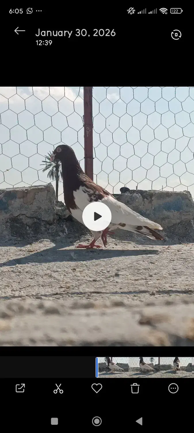 کبوتر یهوی سرخ|پرنده|فسا, |دیوار